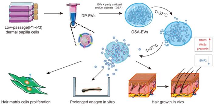 Theranostics Image