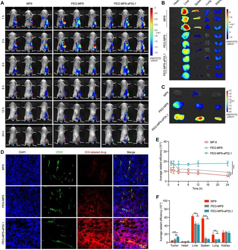 Theranostics Image