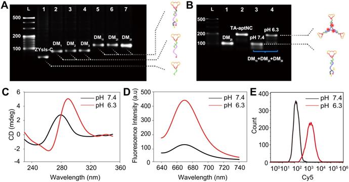 Theranostics Image