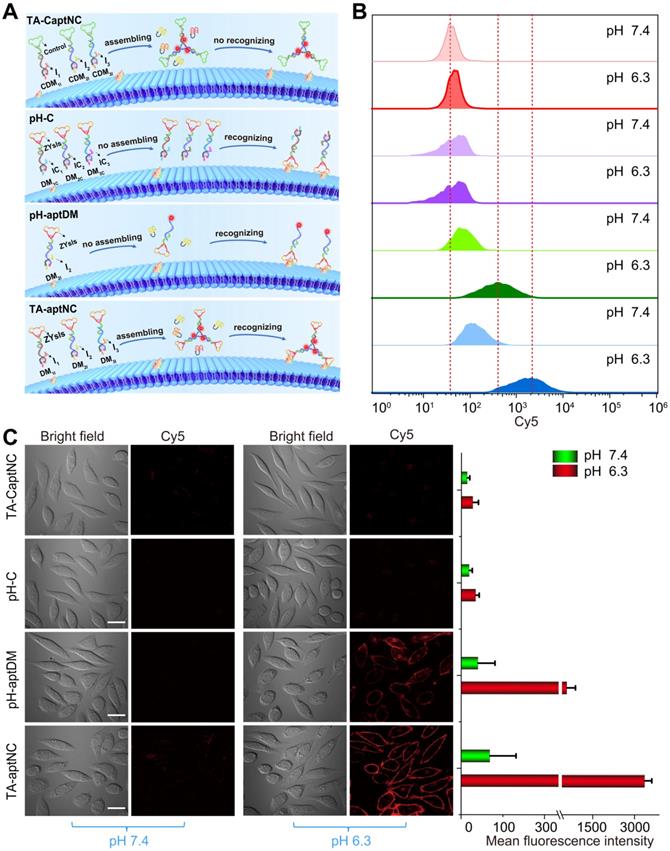 Theranostics Image