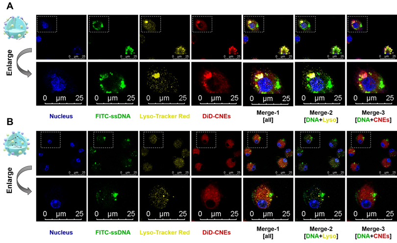 Theranostics Image