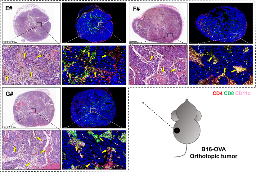 Theranostics Image