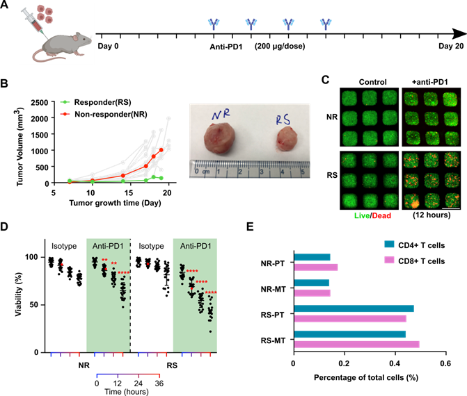 Theranostics Image