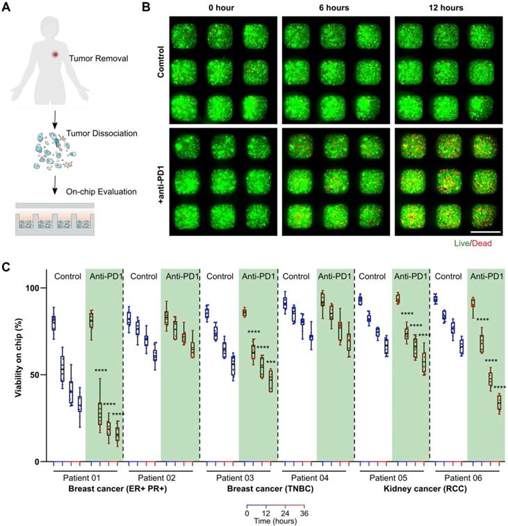 Theranostics Image