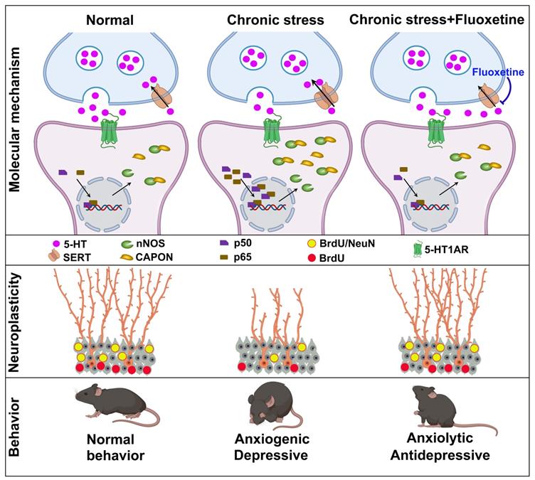 Theranostics Image