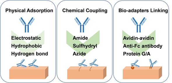 Theranostics Image