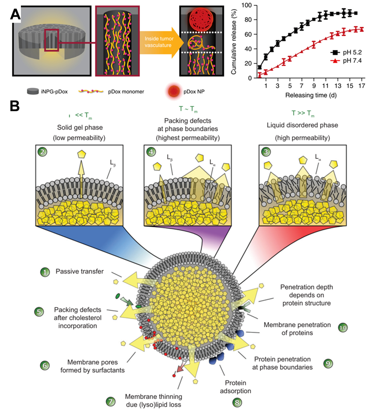 Theranostics Image