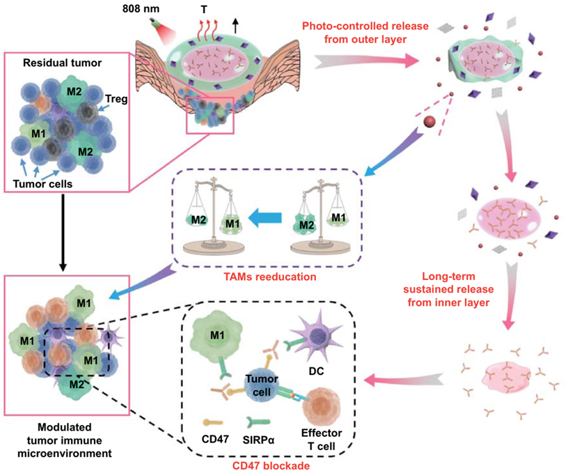 Theranostics Image