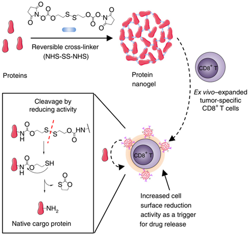 Theranostics Image