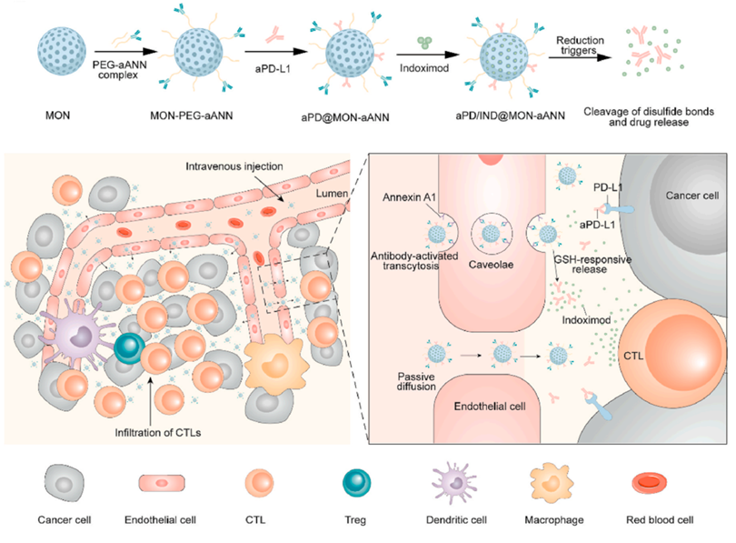 Theranostics Image