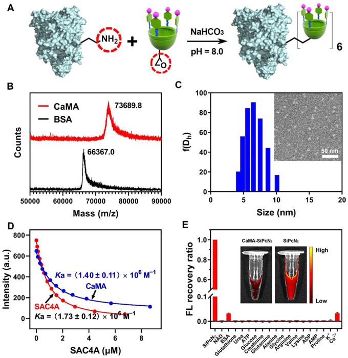 Theranostics Image