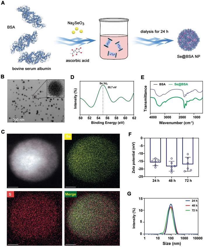 Theranostics Image