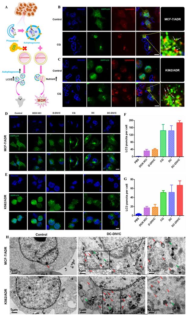 Theranostics Image