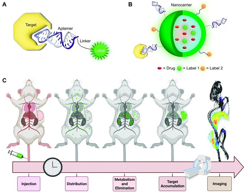 Theranostics Image