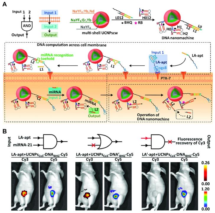 Theranostics Image