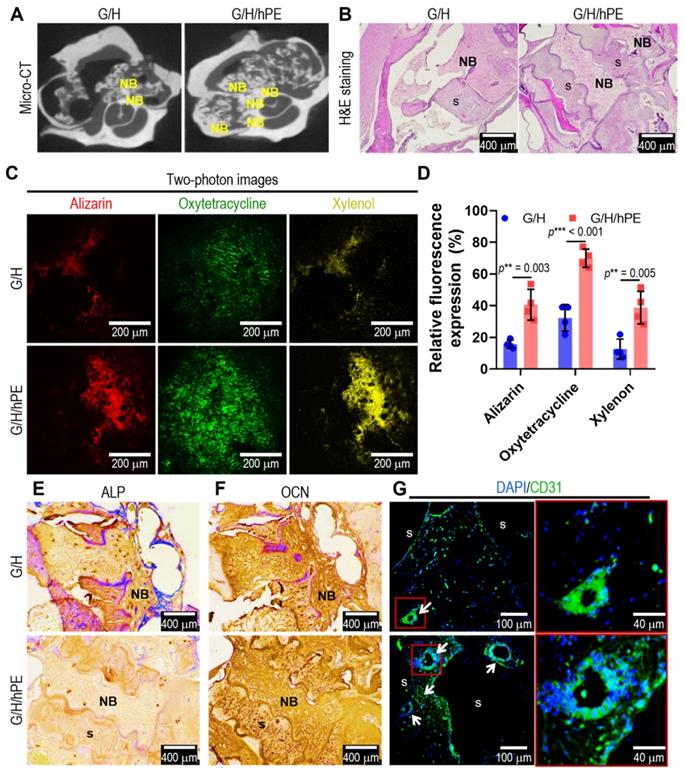 Theranostics Image