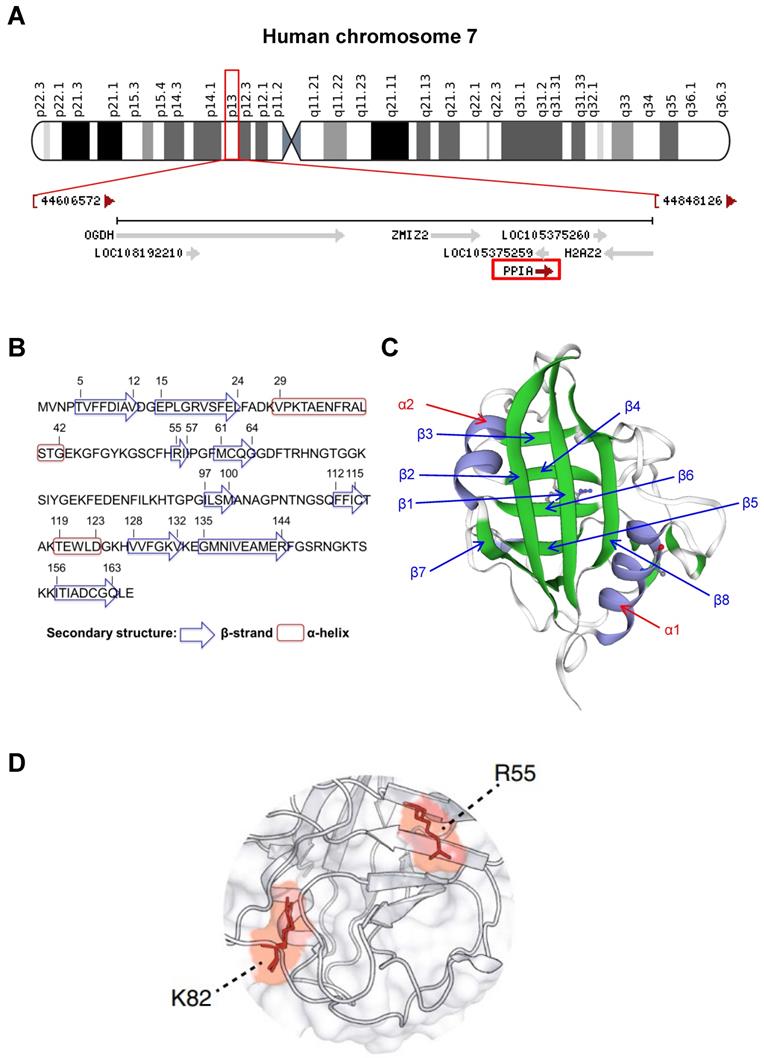 Theranostics Image