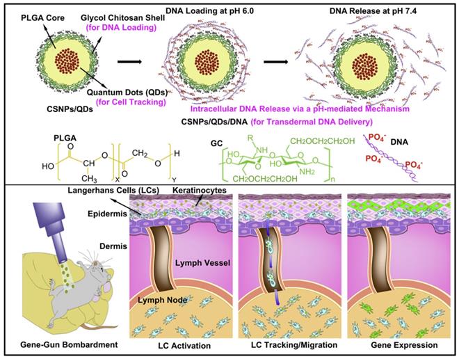 Theranostics Image