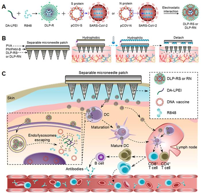 Theranostics Image