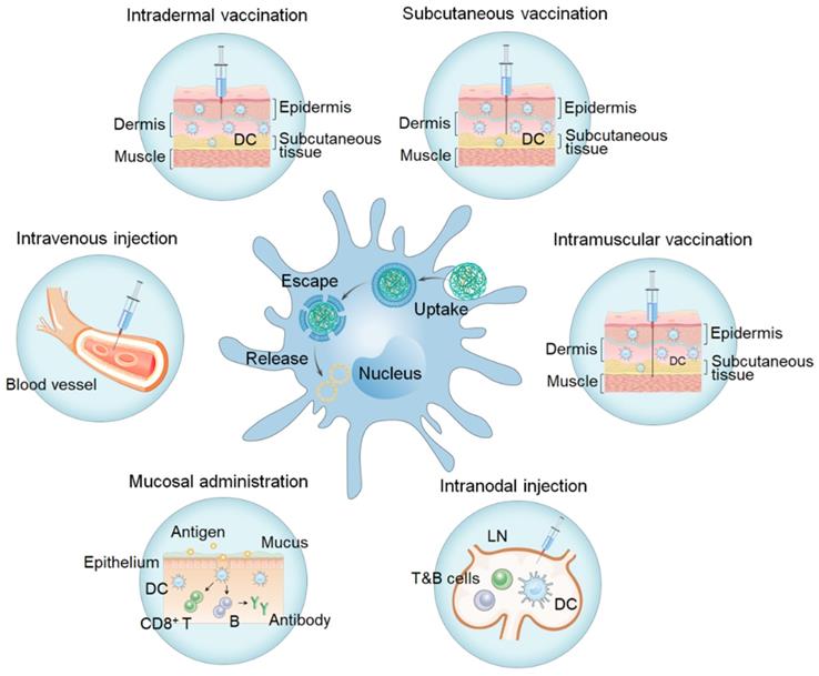 Theranostics Image