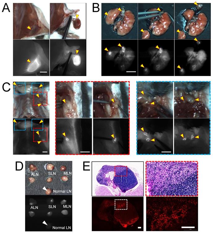 Theranostics Image