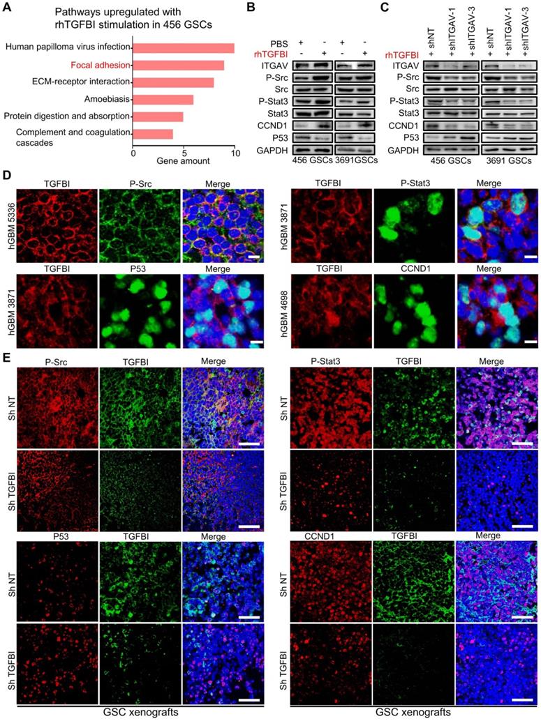 Theranostics Image