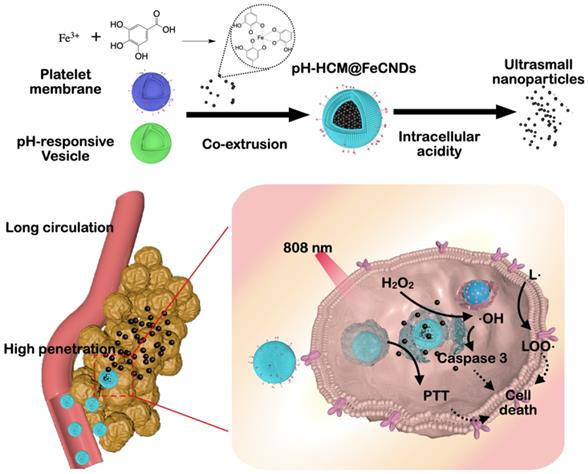 Theranostics Image