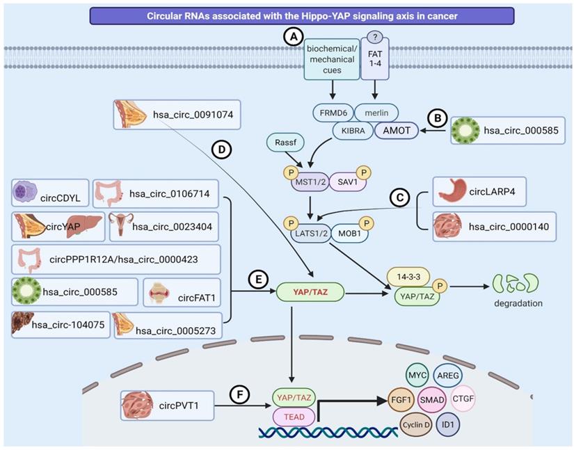 Theranostics Image