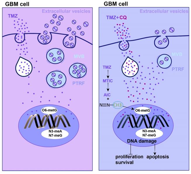 Theranostics Image