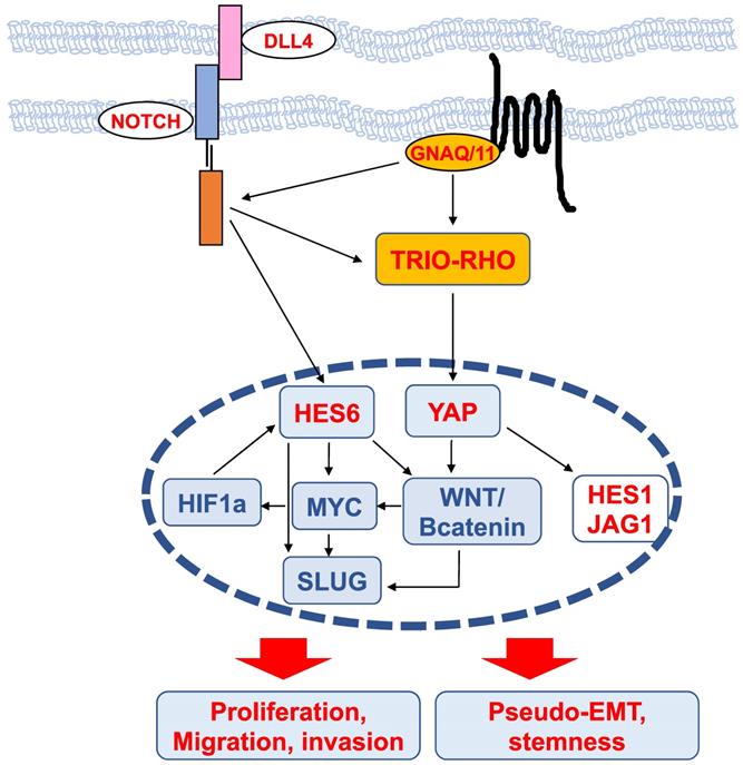 Theranostics Image