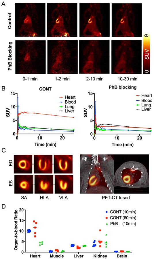 Theranostics Image