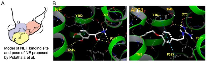 Theranostics Image