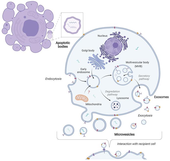 Theranostics Image