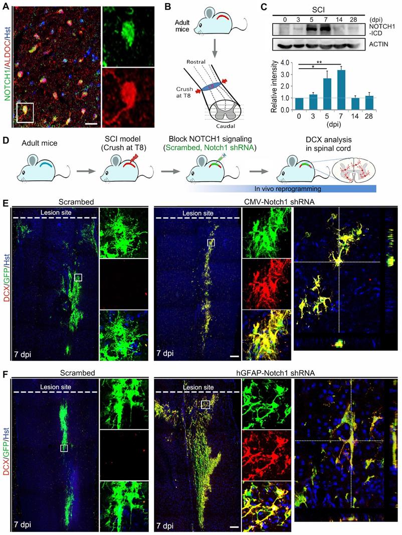 Theranostics Image