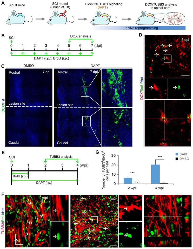 Theranostics Image