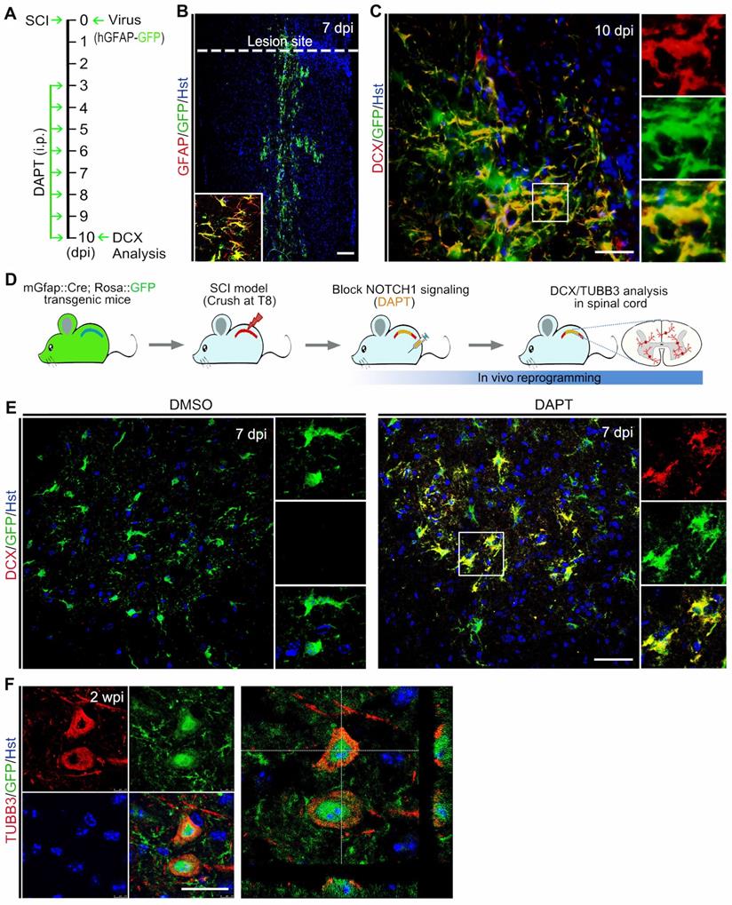 Theranostics Image