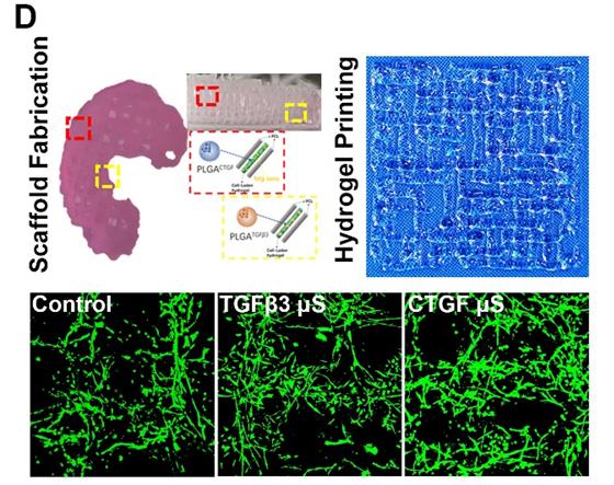 Theranostics Image