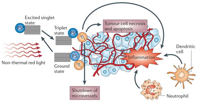 Theranostics Image