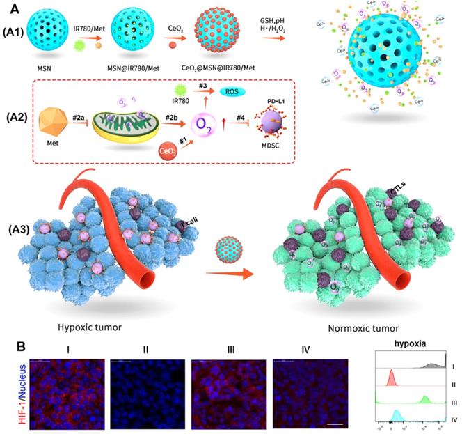 Theranostics Image