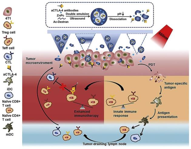 Theranostics Image