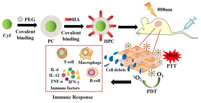 Theranostics Image