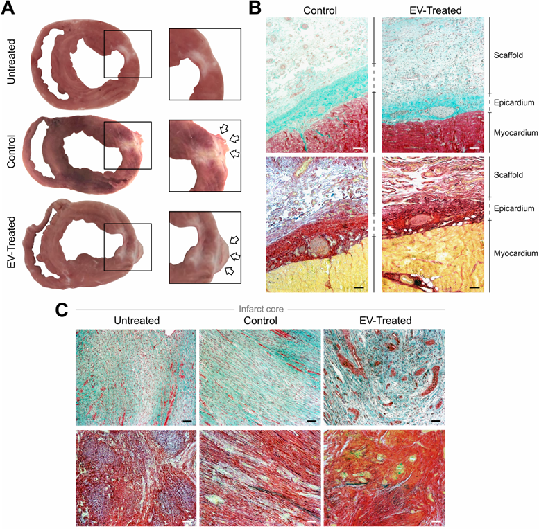 Theranostics Image