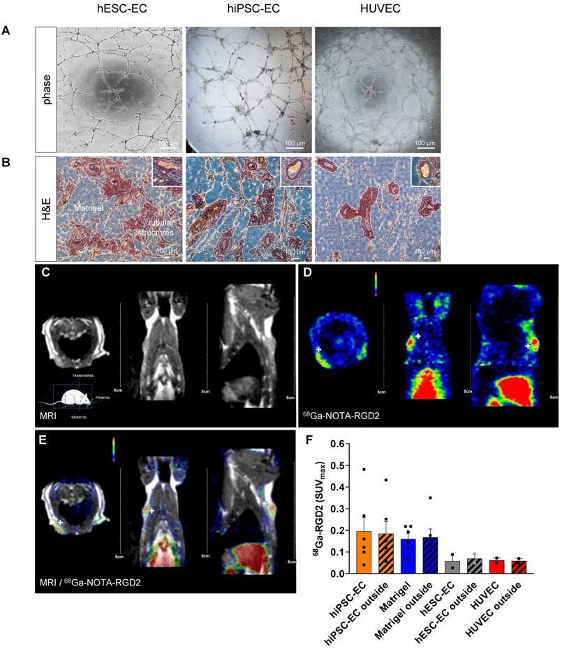 Theranostics Image