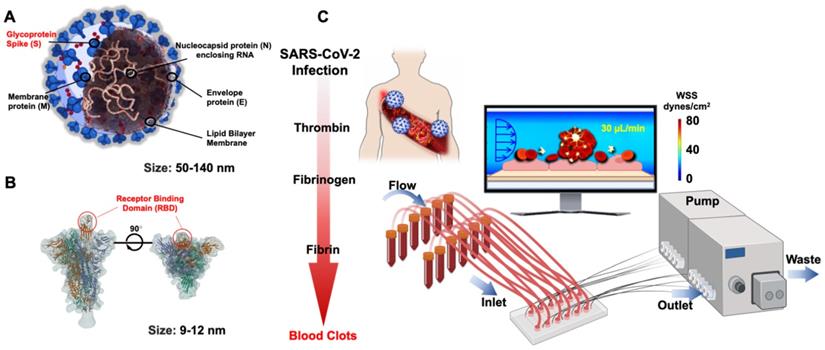 Theranostics Image