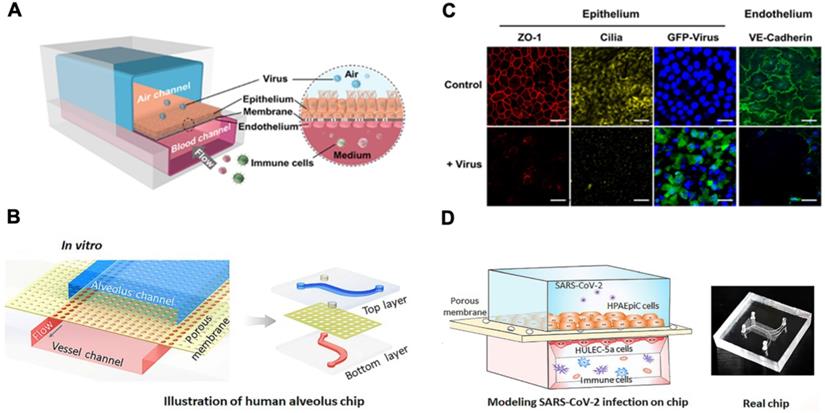 Theranostics Image