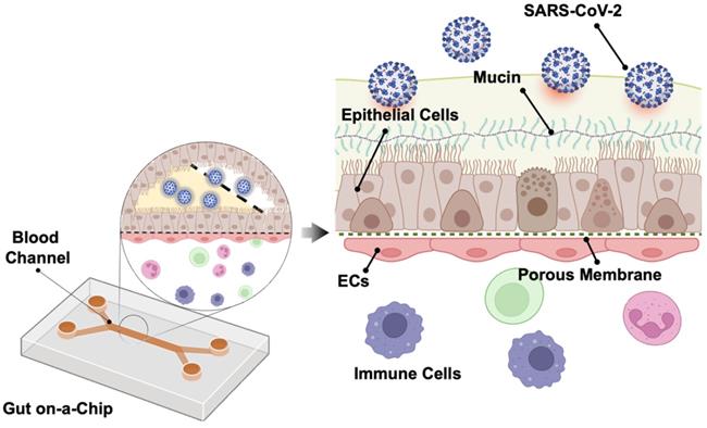 Theranostics Image