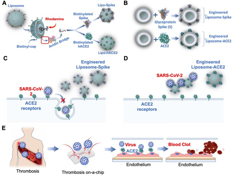 Theranostics Image