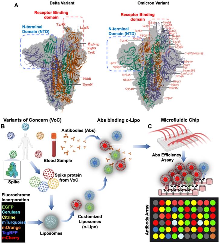 Theranostics Image