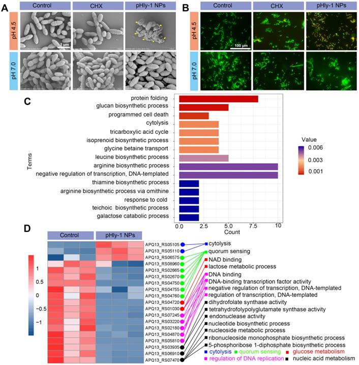 Theranostics Image