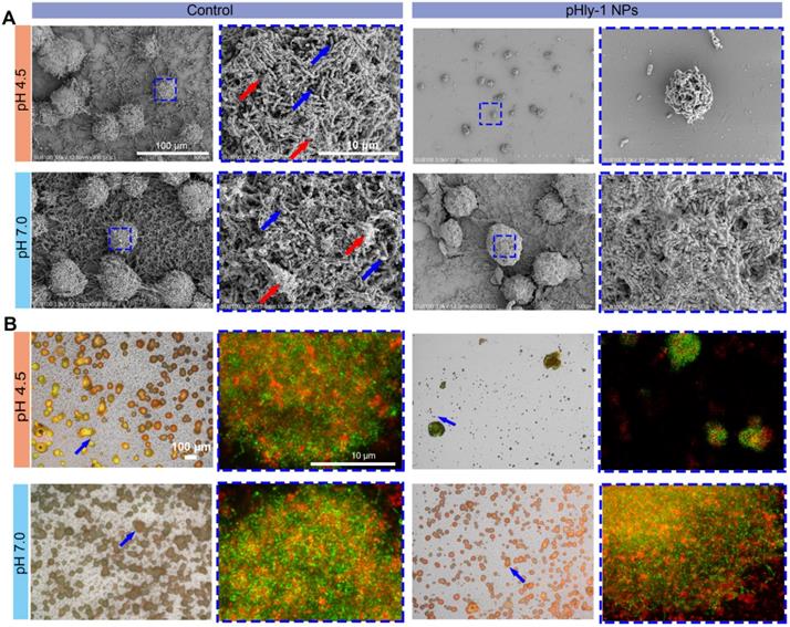 Theranostics Image